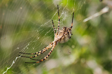 spider on a web