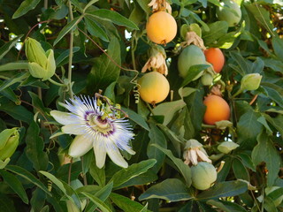 A passion fruit flower, and fruits, in Attica,Greece