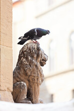 Pigeon Sitting On The Lion Statue Head Covered With The Bird Droppings In Florence, Italy. Problems With Pigeons' Concept.