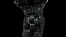 Slow Motion Shoot Of Black Standard Poodle Jumps Towards The Camera