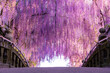 wisteria blooming over bridge, japan