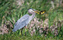A Great Blue Heron Fishing In A Swamp.