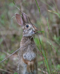 Wall Mural - Wild Florida cottontail rabbit (Sylvilagus floridanus) with cleft palate and very bad teeth, eating grasses, shiny eyeball, teeth poking through cleft, sitting up to reach tall grass, 