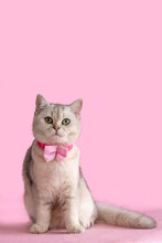 Adorable White British Cat With Pink Bow Tie