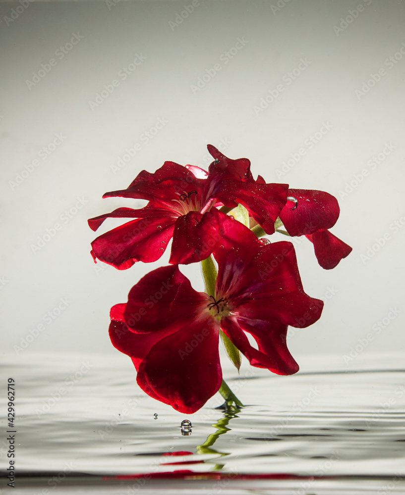 Czerwony kwiat, natura, woda - obrazy, fototapety, plakaty 