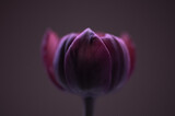 Tulpe rosa/lila, Hintergrund braun, close up