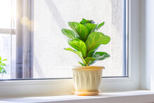 Green Ficus Lyrata Bambino Plant On The Windowsill Of A Sunlit Room.
