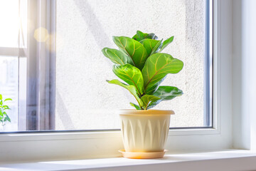 Green Ficus lyrata bambino plant on the windowsill of a sunlit room.