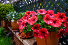 Red Petunias Flowers With Drops Of Spring Rain Water.