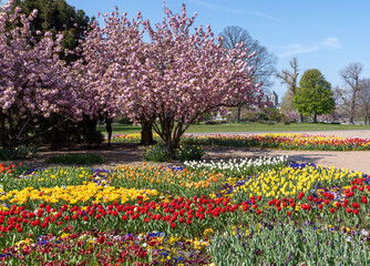 Canvas Print - Kölner Rheinpark im Frühling