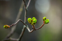 New Spring Buds And Leafs On A Branch Of Tree, Growing In The Garden