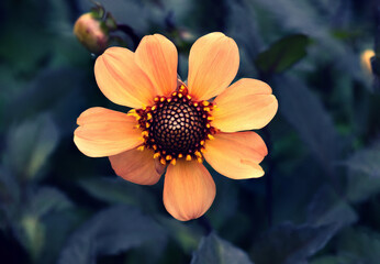 Sticker - Close-up view of peach color Flowers in Gardens; the garden is in Germany during summer.  With oil painting filter. 