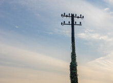 Low Angle View Of Ivy Covered Dark Telegraph Pole Against Colourful Evening Sky With Cirrus Clouds