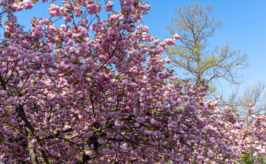 Sticker - Kölner Rheinpark im Frühling