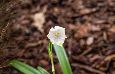 Sticker - snowdrop blossom