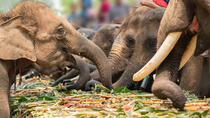 Group of elephant eating fruit in national Thai elephant day,Elephants eating buffet of fruit in nation Thai elephant day