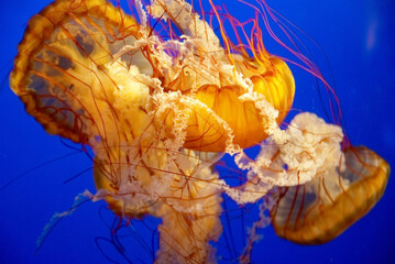 Canvas Print - Orange jellyfish in blue sea water