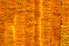 India Flower Garland, Marigold Garland, (Tagetes Erecta, American Marigold, African Marigold) Background, Indians Believe Means Prosperity And Yellow Is The Color Of The House Of God.
