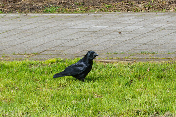 A black lonely crow on the green grass next to the sidewalk.