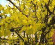 beautiful bush of forsythia heavily flowered, strong yellow color, several angles of the photo