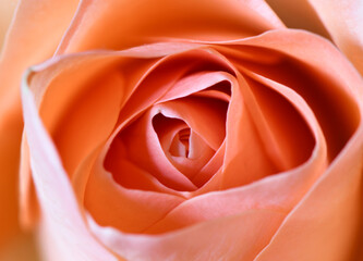 Blooming rose, close-up of garden flower in spring, macro