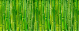 Fototapeta Sypialnia - watercolor bamboo stalks
