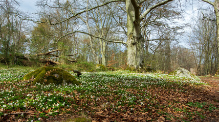 spring in the park