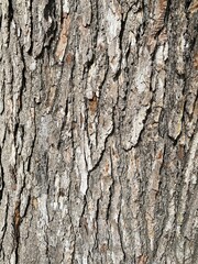 bark of a tree