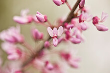 Redbud Blossoms On A Tree Branch In Early Spring With Selective Focus. 