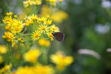 Fototapeta Dmuchawce - Motyl na kwiatach