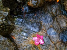 Red Rhododendron Bell Floats In The Water Stream Between Wet Rocks