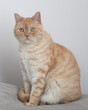 Red-haired cat on a gray background, Scottish straight