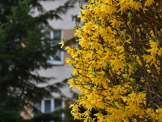 Poster - yellow flowers on the wall