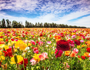 Canvas Print -  The kibbutz field of flowers