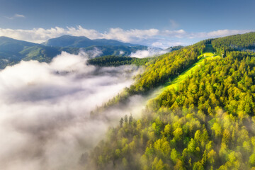 Wall Mural - mountains in clouds at sunrise in summer. aerial view of mountain peak with green trees in fog. beau