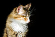 © natavilman - Portrait of a domestic mongrel cat on a black background.