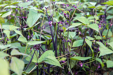 Close up view of cool violet color long bean pods growing in vegetable garden in autumn. Violet beans are are green beans disguised in a violet skin.