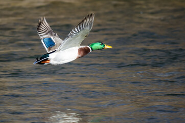 Canvas Print - Mallard Duck Flying Over the Flowing River