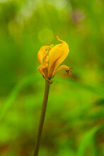 Bright Yellow Wilted Iris Flower On A Blured Green Background.