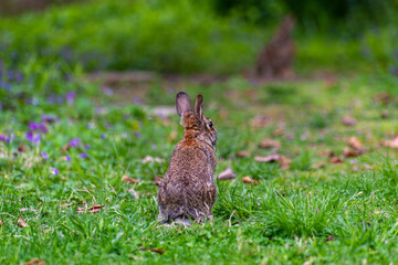 two rabbits in the garden