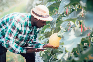 african farmer using tablet for research the melon in organic farm.agriculture or cultivation concep
