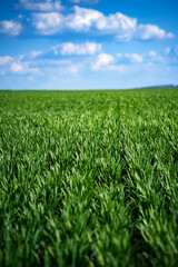 Canvas Print - rich green young wheat in early spring