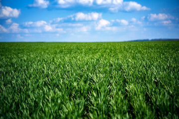 rich green young wheat in early spring