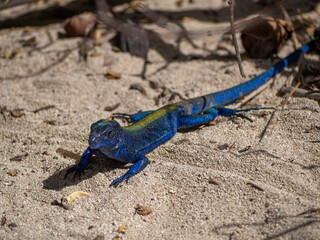 Wild blue tropical exotic lizard in a colombian beach in san andres