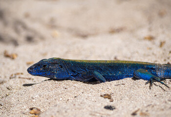 Blue tropical exotic lizard in a colombian beach in san andres