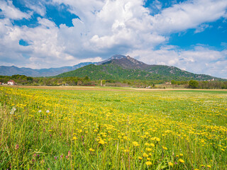 Wall Mural - Countryside landscape, blooming yellow flowers mountain range background, dramatic clouds in the blue sky