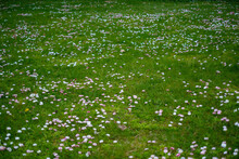 Green Summer Meadow Abstract Texture With Flowers