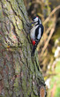 Dzięcioł (woodpecker)