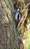 Fototapeta Pomosty - Dzięcioł (woodpecker)