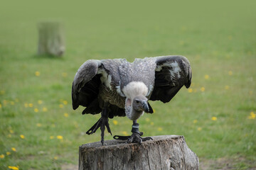 Portrait of a griffon vulture Gyps fulvus sitting on a tree stump
